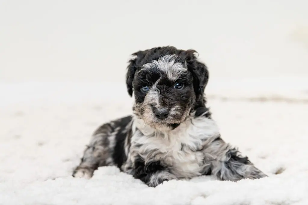 Grace Acres Puppies