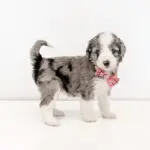 Grace Acres Puppies