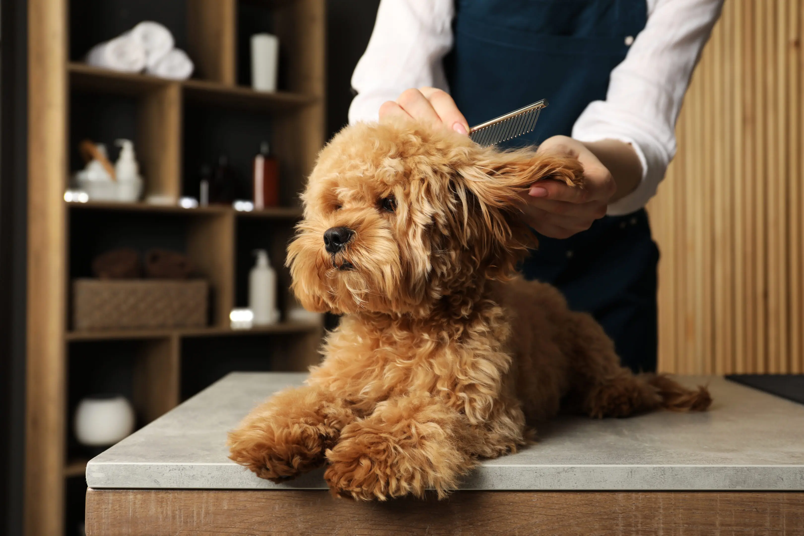 Grace Acres Puppies Groomer combing cute dog's hair in salon, closeup