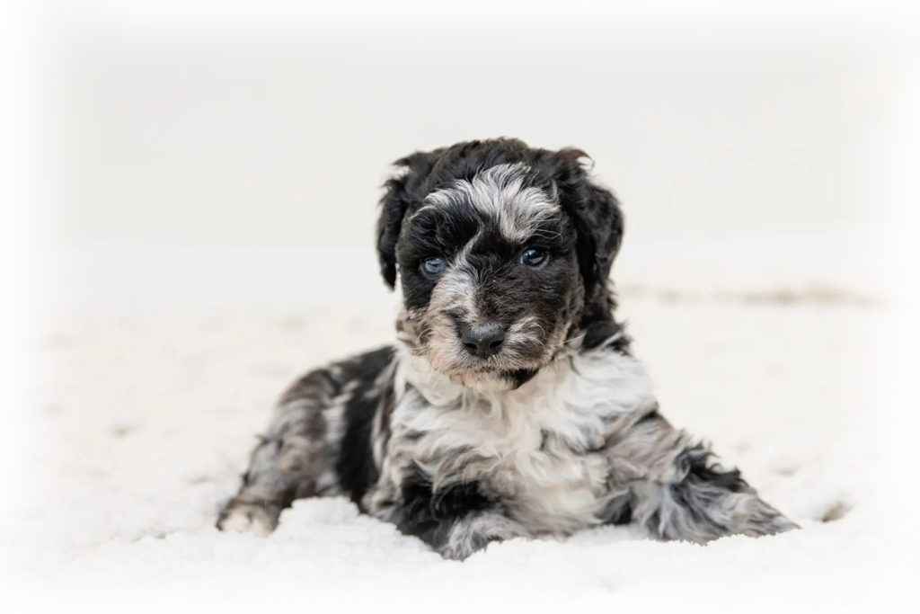 Grace Acres Puppies