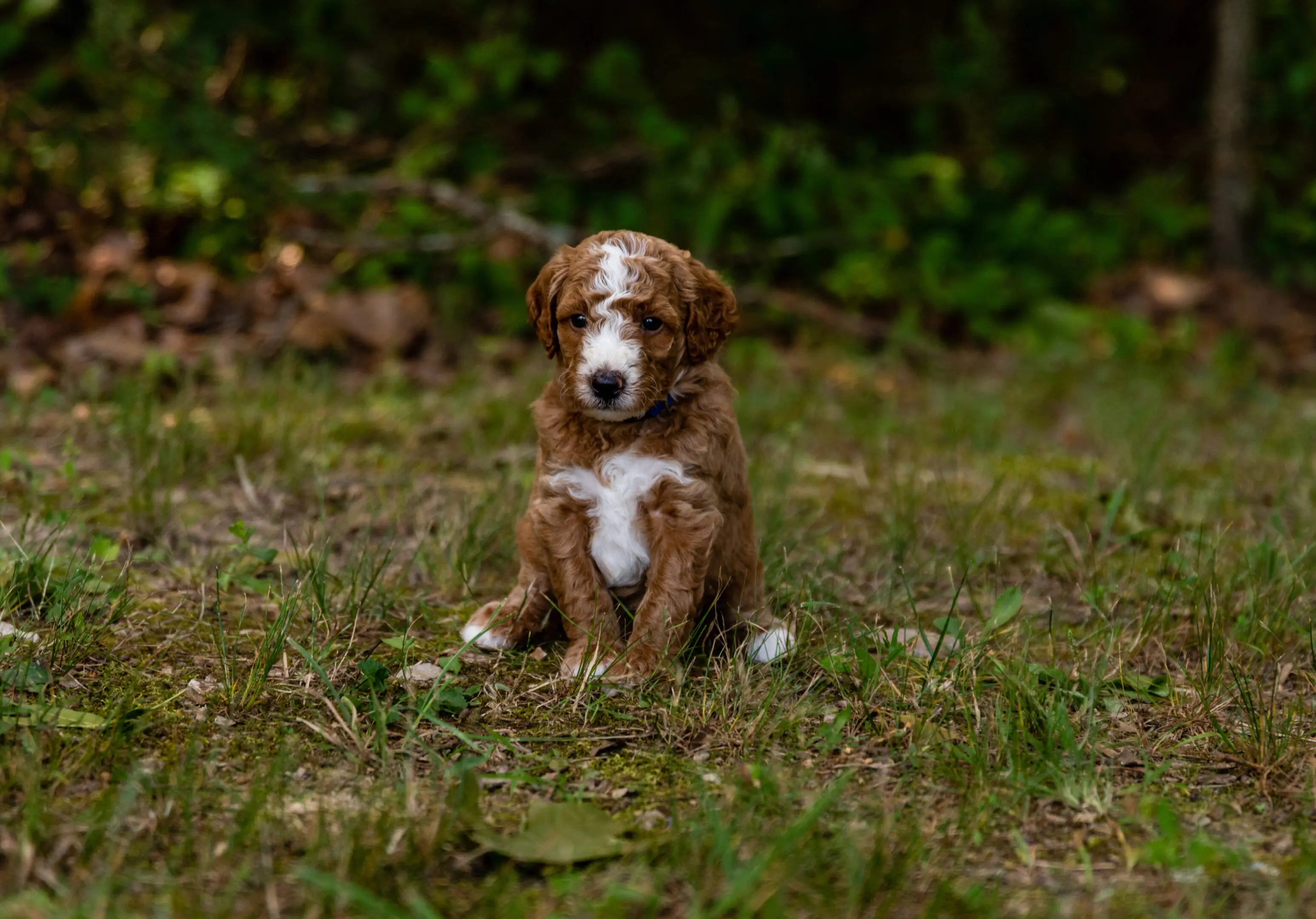 Grace Acres Puppies