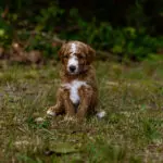 Miniature Goldendoodle Z Litter