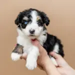 Miniature Aussiedoodle Marine Litter