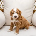 Miniature Goldendoodle