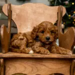 Cavapoo Kentucky Litter 