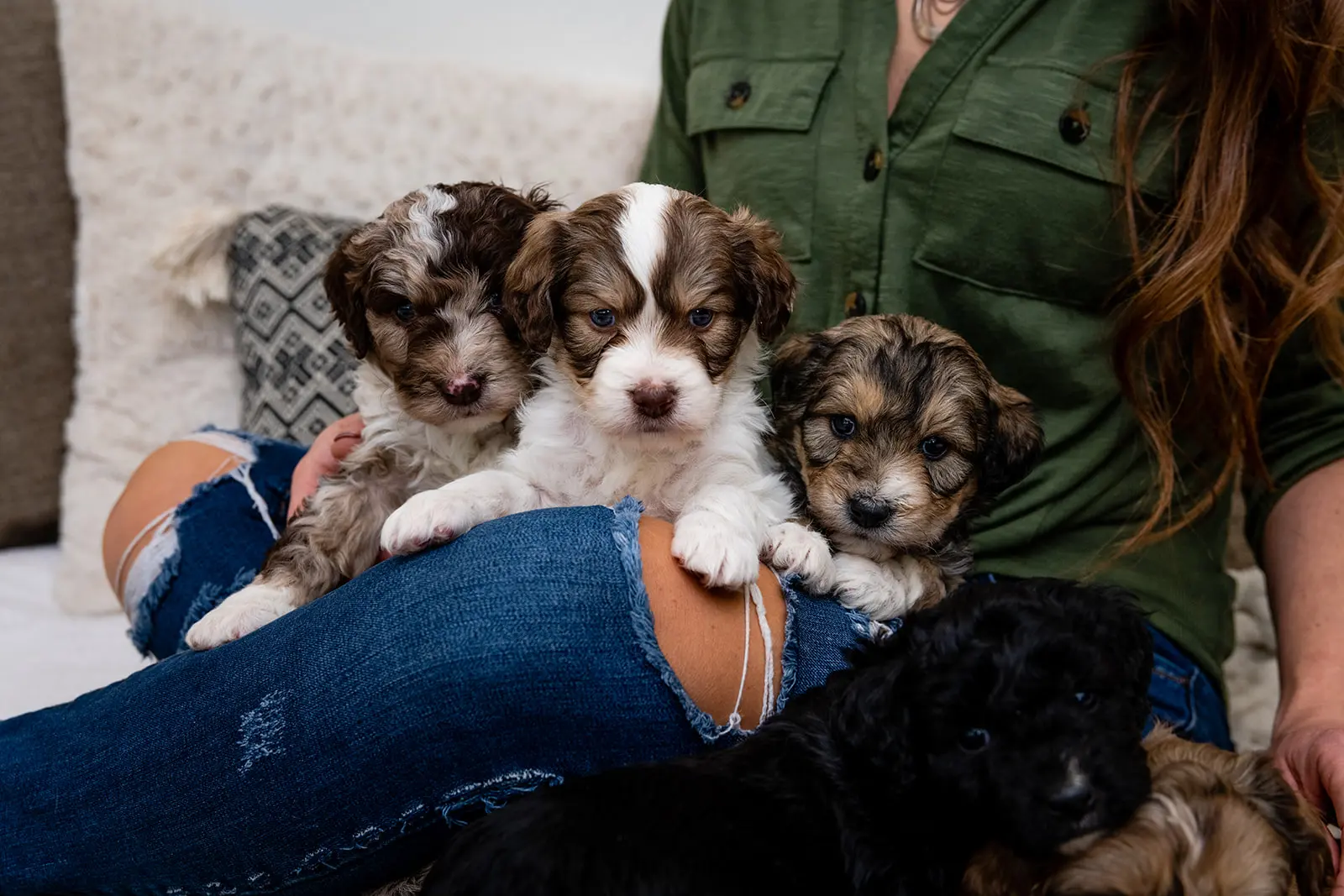 Grace Acres Puppies