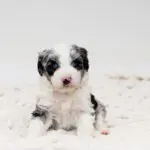 Aussiedoodle R Litter