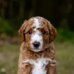 Miniature Goldendoodle Z Litter