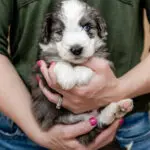 Miniature Aussiedoodle Marine Litter