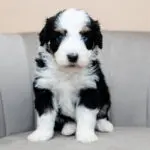 Miniature Aussiedoodle Marine Litter