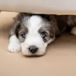 Miniature Aussiedoodle Marine Litter