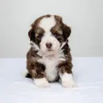 Miniature Aussiedoodle W Litter