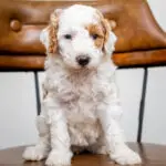 Miniature Goldendoodle Litter U