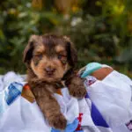 Aussiedoodle Hottest Hits Litter