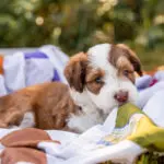 Aussiedoodle Hottest Hits Litter