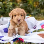 Aussiedoodle Hottest Hits Litter