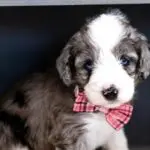Mini Aussiedoodle Iditarod Litter