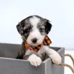 Mini Aussiedoodle Iditarod Litter