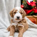 Miniature Goldendoodle Candy Litter