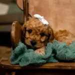 Cavapoo Kentucky Litter 