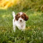 Miniature Goldendoodle Litter T