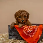 Micro Miniature Goldendoodle Bonanza Litter