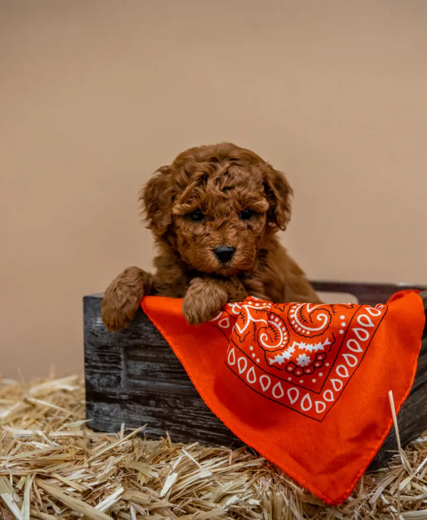 Micro Miniature Goldendoodle Bonanza Litter