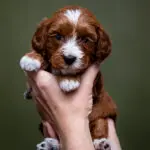 Micro Miniature Goldendoodle Bonanza Litter