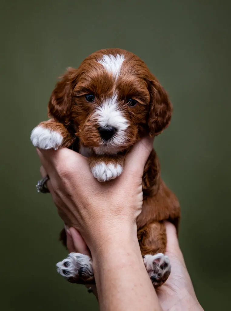 Micro Miniature Goldendoodle Bonanza Litter
