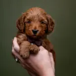Micro Miniature Goldendoodle Bonanza Litter
