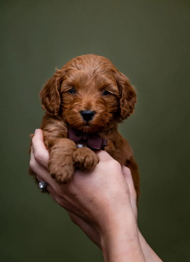 Micro Miniature Goldendoodle Bonanza Litter