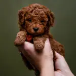 Micro Miniature Goldendoodle Bonanza Litter