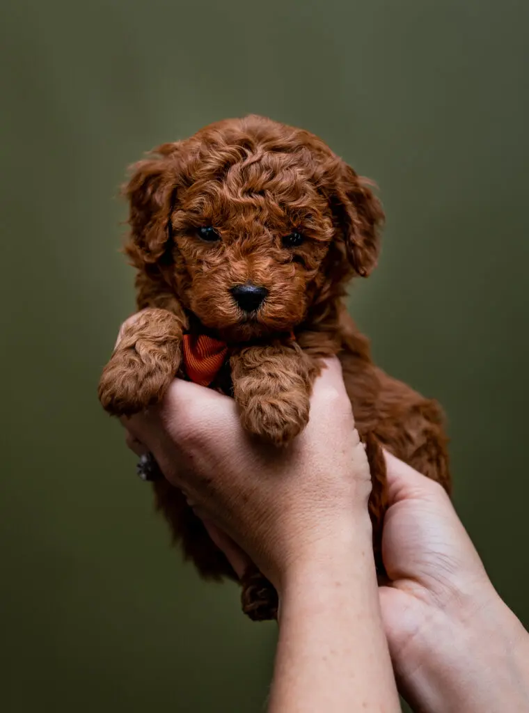 Micro Miniature Goldendoodle Bonanza Litter
