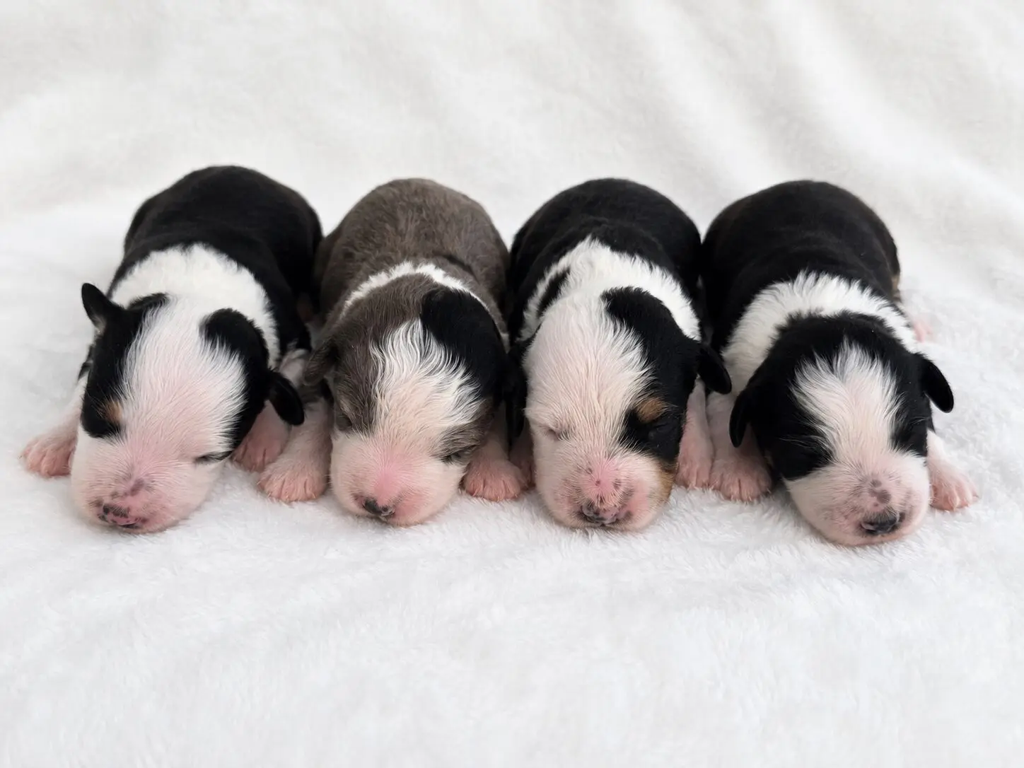 Grace Acres Puppies