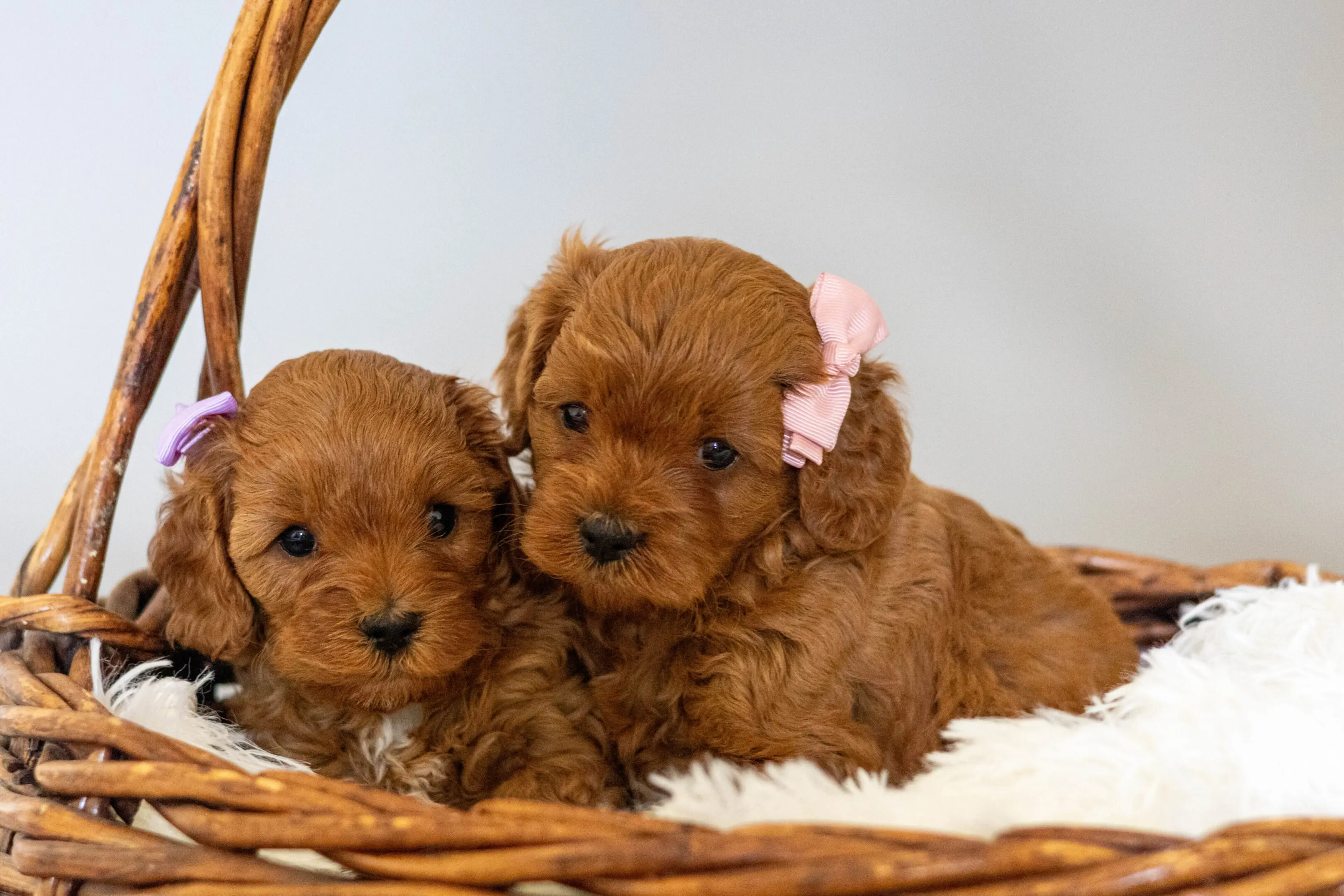 Grace Acres Puppies