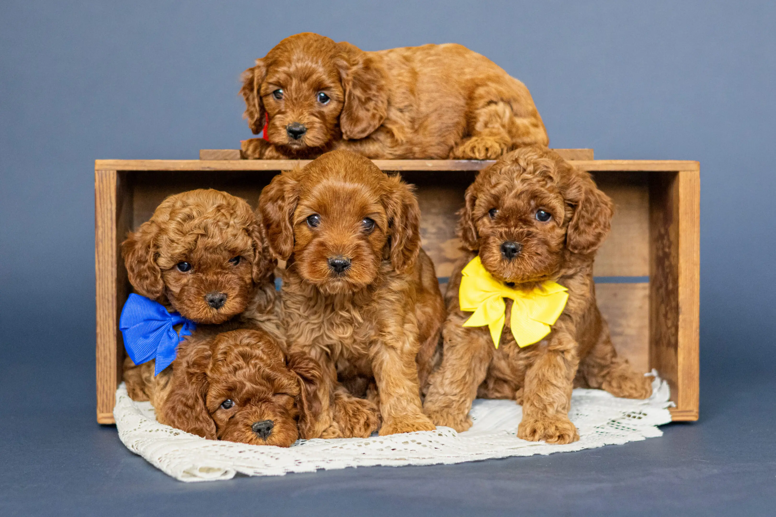 Grace Acres Puppies